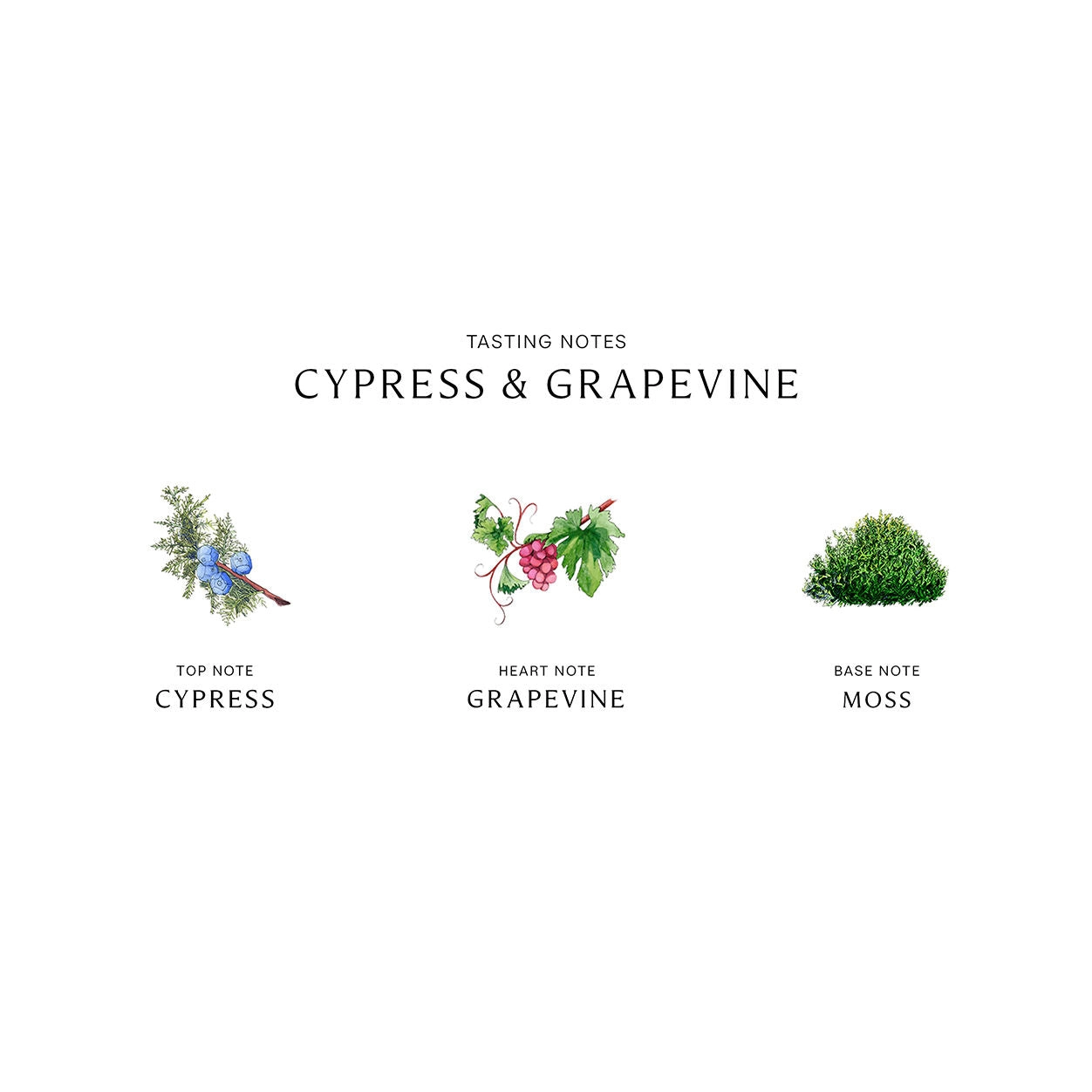 Cypress and Grapevine Cologne Intense